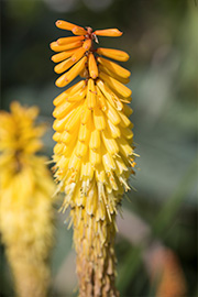 HH-garden-01.jpg