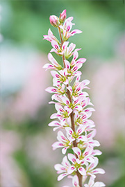 HH-garden-04.jpg